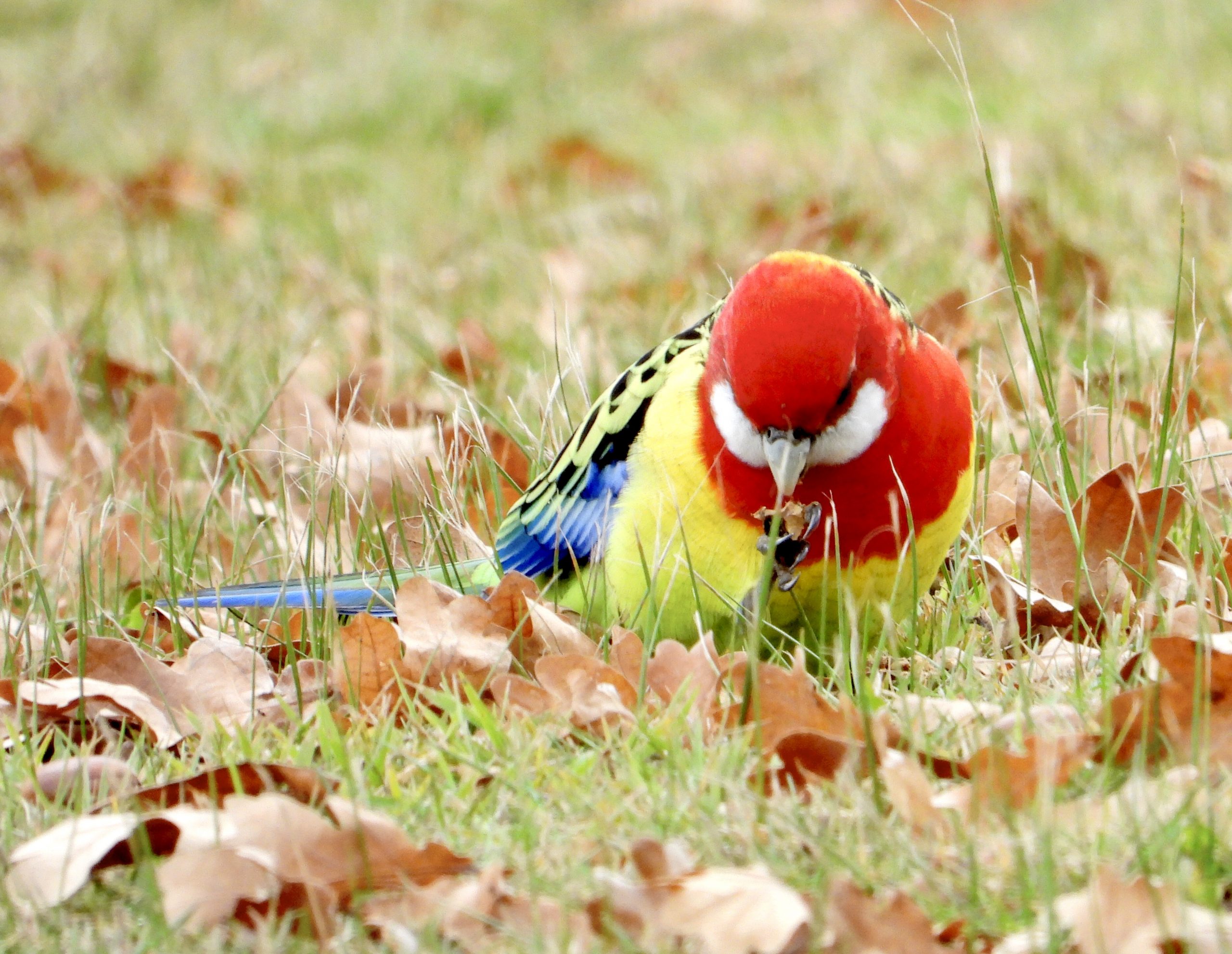 A-and-C_Eastern-Rosella-scaled