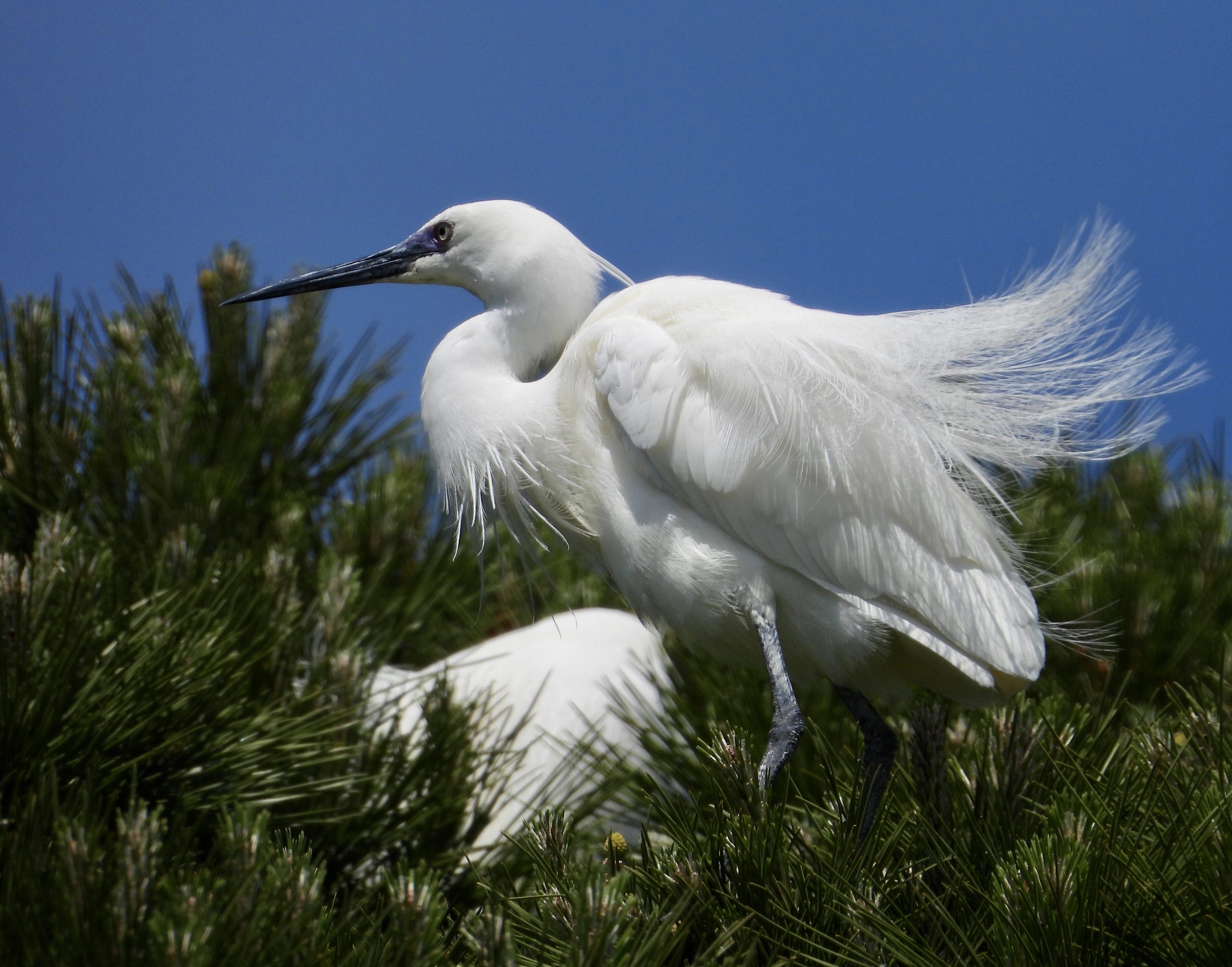 On-the-Islands_Great-Egret-scaled