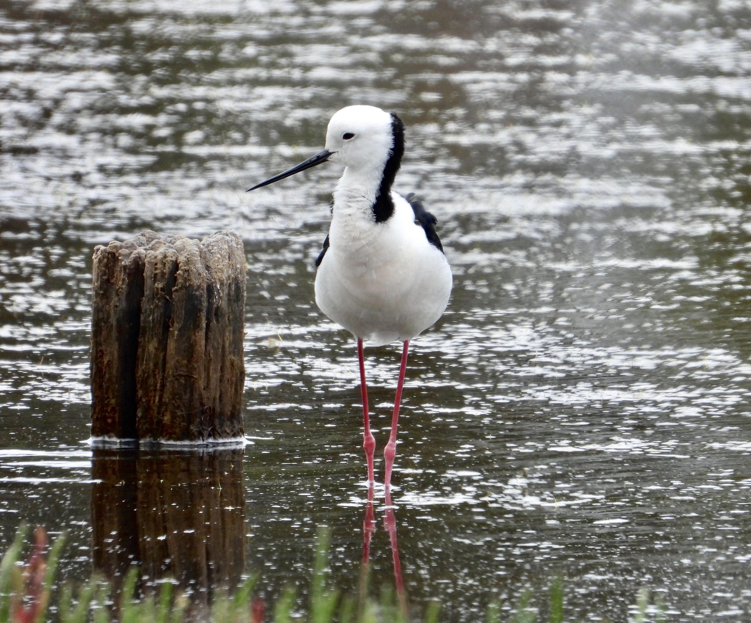 On-the-mud-flaps_White-headed-Stilt-scaled
