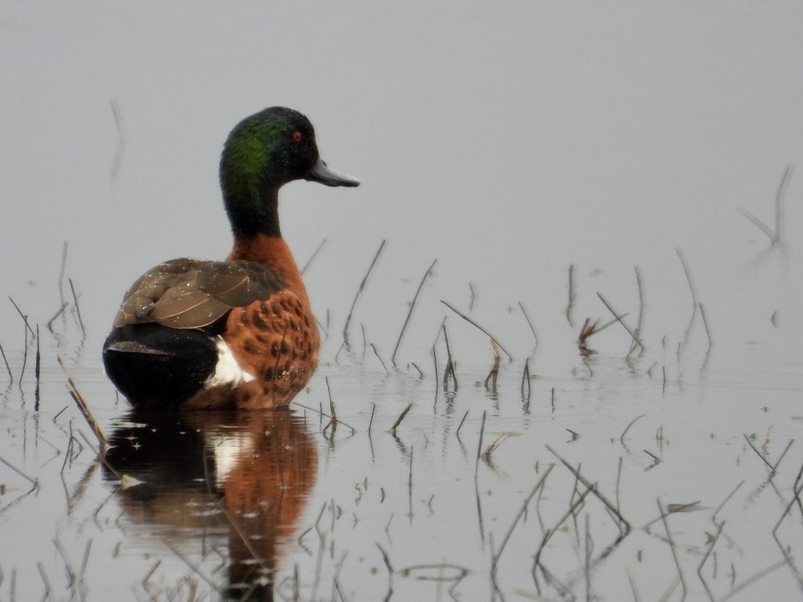 On-the-water_Chestnut-Teal-Male-scaled