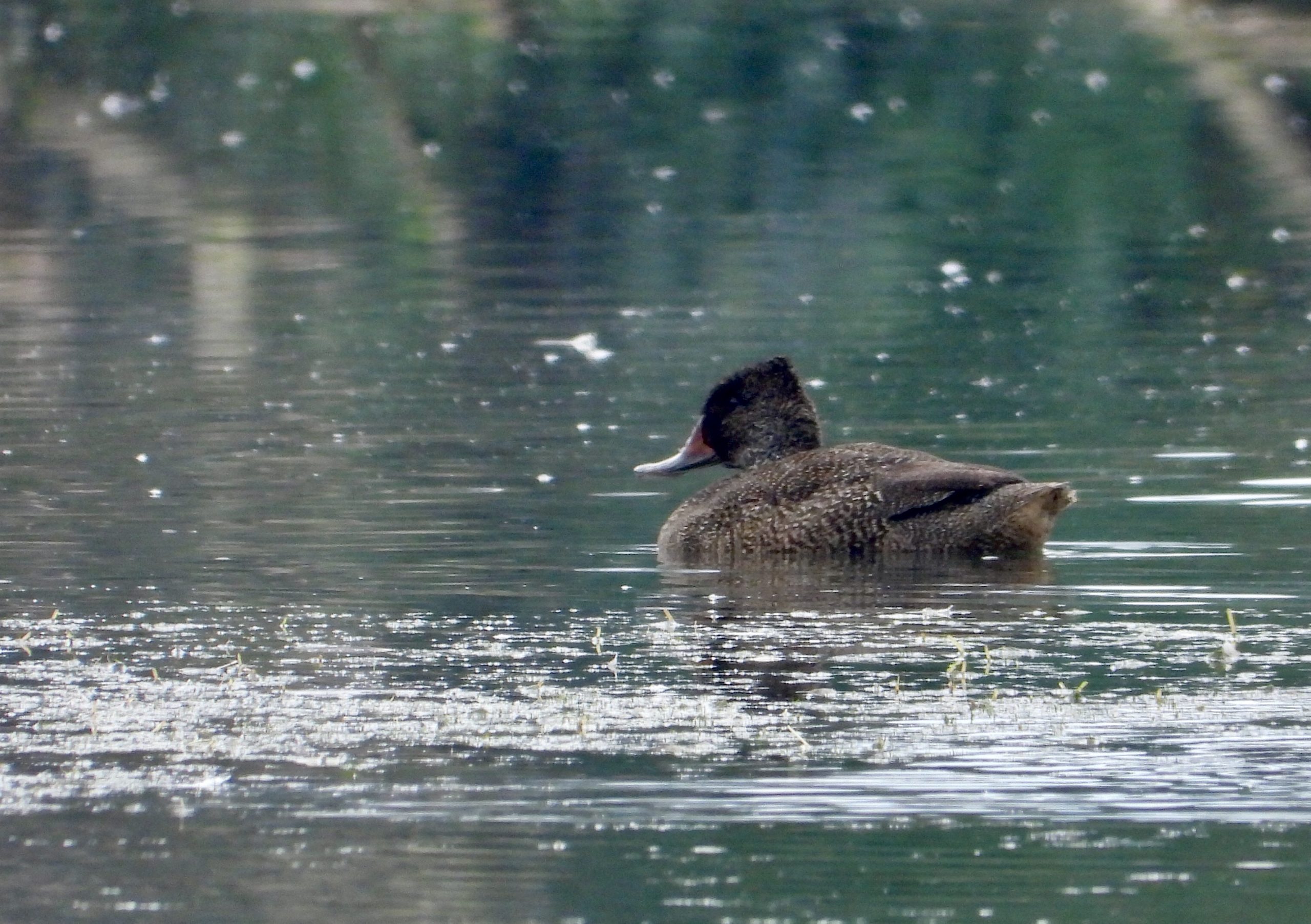 On-the-water_Freckled-Duck-scaled